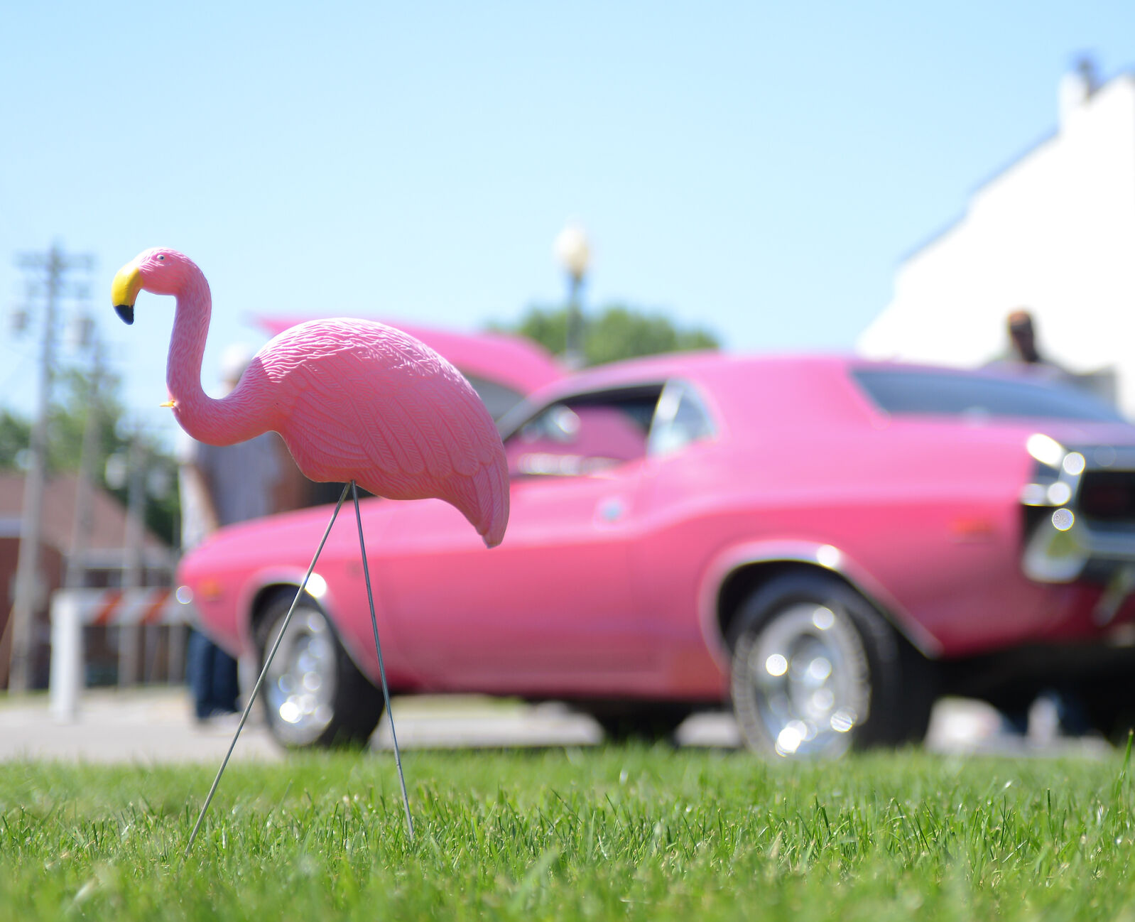 One of many pink flamingos stands in the downtown square